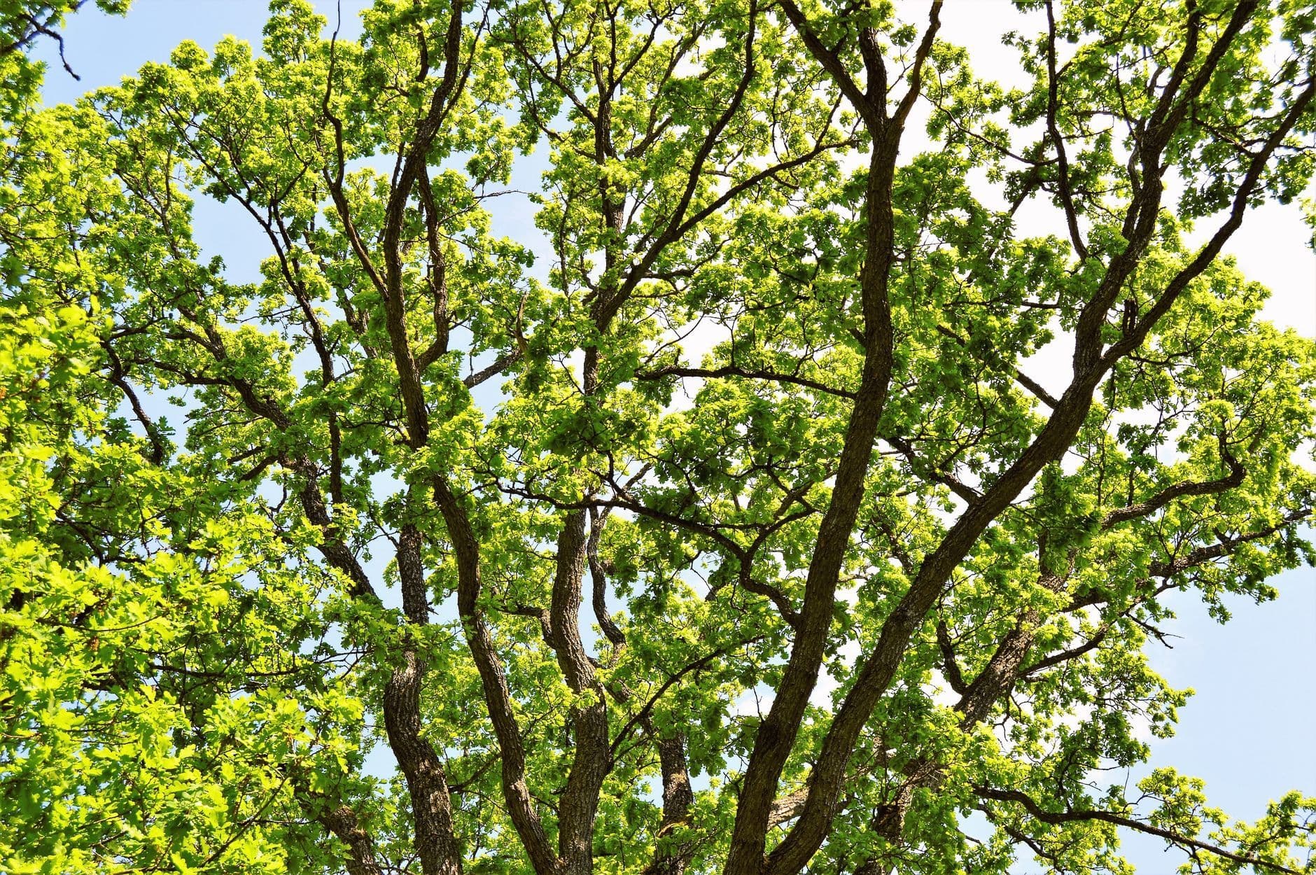 View looking up through green oak leaves and dark branching limbs against a bright sky.