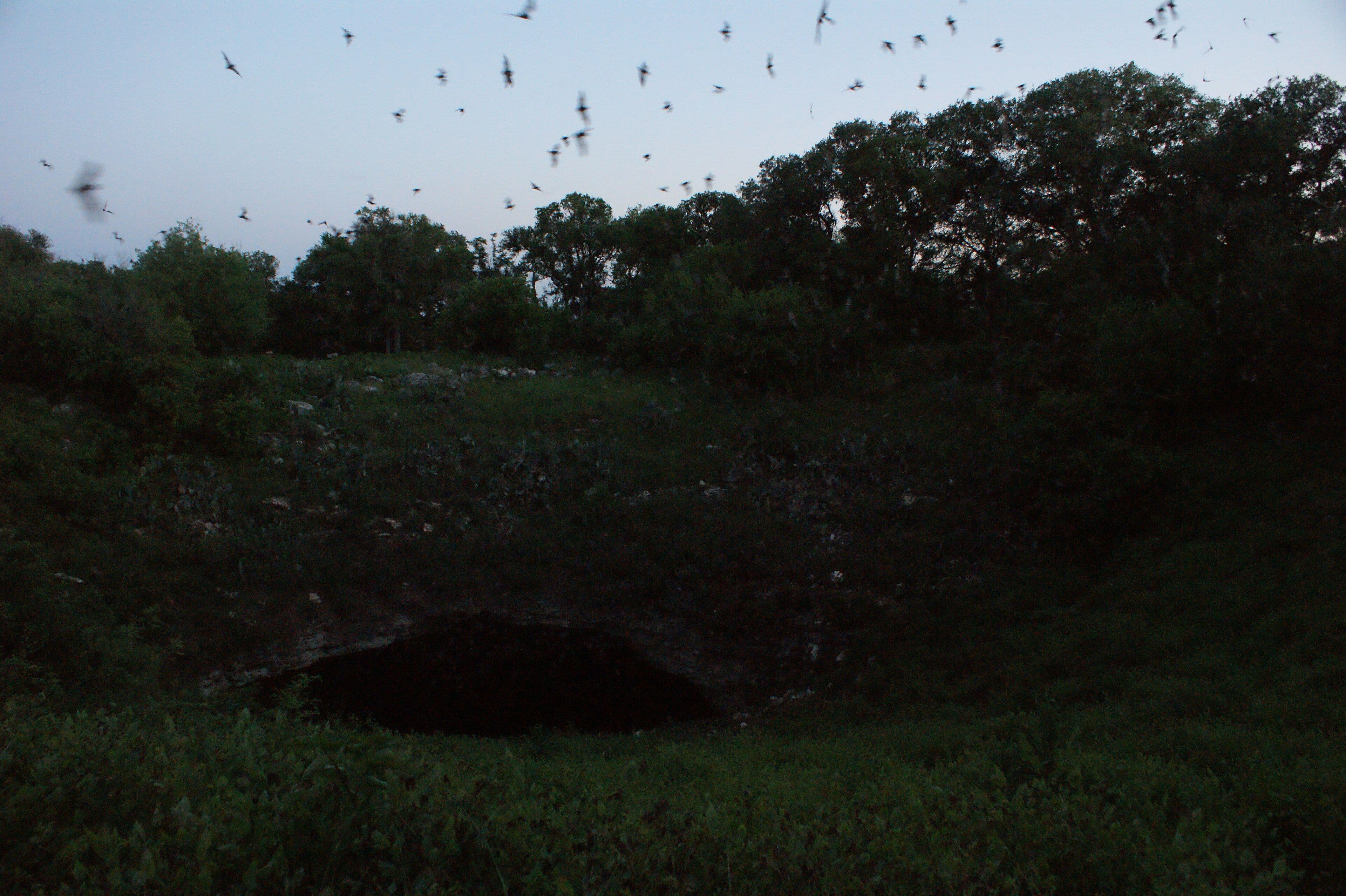 A dark horizontal cave opening at the base of a rocky ledge inside a brush-covered depression, photographed at dusk. Oak trees line the rim behind it, and dozens of small bat silhouettes, some motion-blurred, fill the pale twilight sky above.