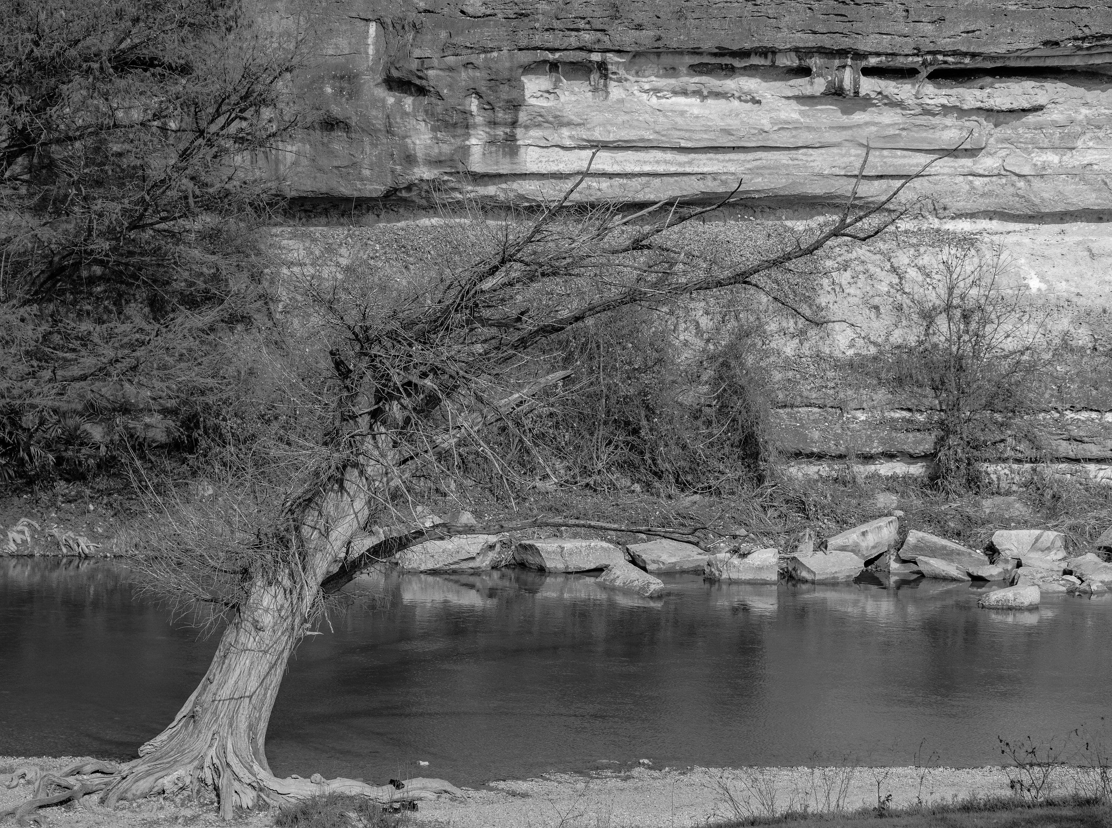 A black-and-white photograph of a bare cypress tree leaning far out over a still river from a gravel bank, its branches all swept to one side. Across the water a tall layered limestone bluff rises, with boulders at its base and scrub growing on its ledges.